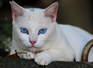 蓝眼白猫的图片萌萌哒