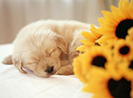 金毛寻回犬幼犬睡觉可爱图片