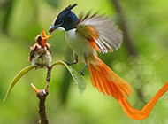 动物世界鸟类全集 有爱的翠鸟哺乳图片
