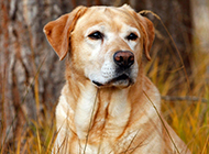 黄色拉布拉多犬忧郁表情图片