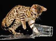 可爱好奇的猫咪高清图集