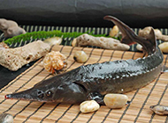 稀有古代鱼类中华鲟鱼的图片