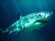 大白鲨鱼高清特写图片素材