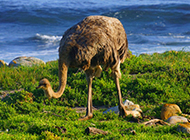 澳洲鸵鸟海边嬉戏玩耍图