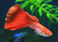 红蕾丝孔雀鱼图片美丽迷人