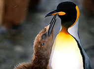 呆萌南极企鹅高清野生动物图片