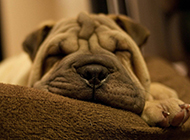 沙皮犬狗狗睡觉的图片