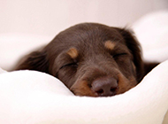 杜宾犬小狗睡觉的样子图片