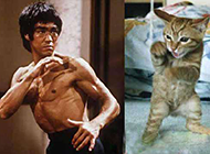 最新恶搞图片之李小龙转世的猫