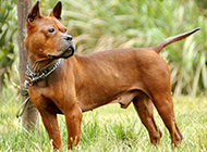 表情凶猛霸气的川东猎犬图片