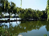 北京紫竹院公园绿色风景