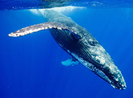潜入海底的蓝鲸鱼图片