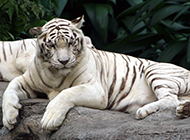 雄壮高大的白色孟加拉虎图片