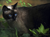 纯种暹罗猫图片姿态百变