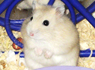 小型宠物白布丁仓鼠图片