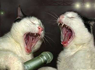 爆笑猫咪激情嗨歌图片
