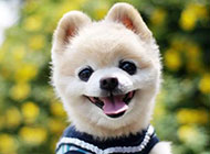 微笑的日本俊介犬图片