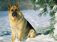 雪地上的纯种德国牧羊犬图片