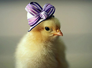 萌动物幼崽可爱小鸡背景图片
