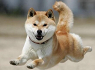 飞起来的小型秋田犬图片