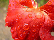 红色花卉微距摄影