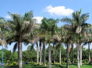 公园的棕榈树图片高清