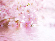 粉色樱花背景可爱迷人