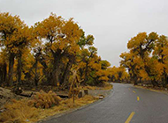 秋天路边的白杨树图片