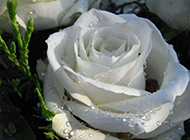 白玫瑰的水珠高清图片下