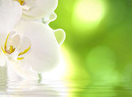 白色兰花精美背景素材图片