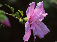 木槿花淡紫色花瓣图片赏析