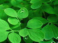 清新自然的绿叶露珠背景图片