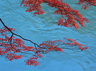 河边的火红枫叶摄影图片