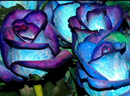 蓝色玫瑰花特写大图欣赏