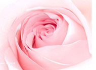 粉色玫瑰高清精美花卉美