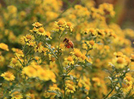 野花丛中的蜜蜂图片