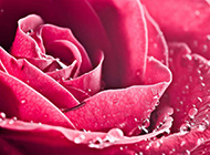 带水滴的红玫瑰花高清背景图片