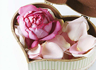 心形盒子里的美丽玫瑰花瓣