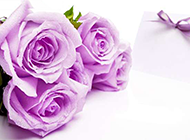 唯美紫色玫瑰背景素材欣赏