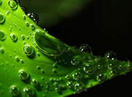 清新绿叶与密集的小水滴
