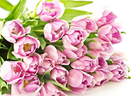 粉色荷兰郁金香图片背景