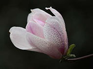 紫玉兰花花瓣水滴图片欣赏