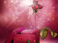 红玫瑰与礼物盒高清图片素材