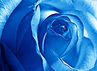 蓝玫瑰图片 娇艳含苞待放的蓝色妖姬