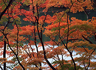秋天河边的枫树图片