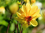 盛放的黄色花朵摄影图片