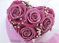 心形礼盒里的紫玫瑰图片