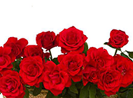 一篮唯美血色红玫瑰图片