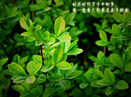 绿色植物意境图片