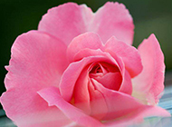 粉色玫瑰花背景图片素材